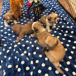 Teddy AKC boy 1 light blue collar - Red gold male Lhasa Apso puppy in Chico, California from Lhasa Apsos of northern Ca . Biewer terriers of northern California