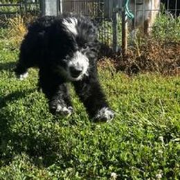 Aussiedoodle, Australian Shepherd, Poodle, Shihpoo, and Shih Tzu Puppies from Rockiń N Kennel