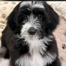 Pandora - Black and white female Sheepadoodle puppy in Roseburg, Oregon from Sharon’s Sheepadoodle’s