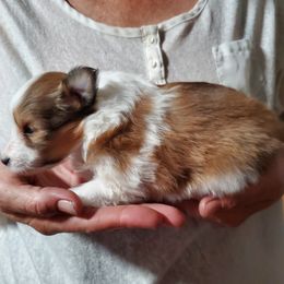 Girl 1 - Toy Shetland Sheepdog puppy from LaLa's Lilliputian Lassies