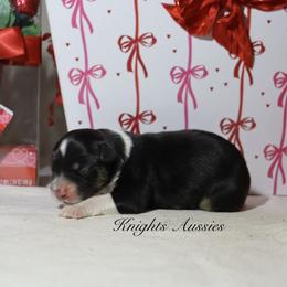 Sweetheart - Black tri-color female Australian Shepherd puppy in Ceres, California from Knight's Aussies