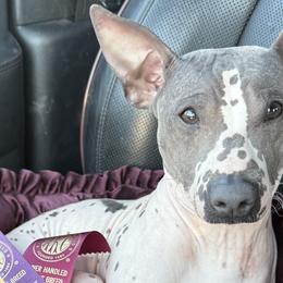 American Hairless Terriers and Great Danes from Lazuli Great Danes & Bare Necessities American Hairless Terriers
