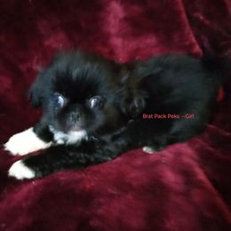 Stormy - Black female Pekingese puppy in Willow Spring, South Carolina from Pekingese Zoo