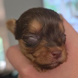 Girly 2 - Chocolate and tan female Yorkshire Terrier puppy in Bucyrus, Ohio from Dyer's Beauties