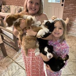 Bernedoodle Puppies from Palmetto Bernedoodles Boutique