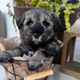 Birch - Salt and pepper male Miniature Schnauzer puppy in Meridian, Mississippi from Hillside Kennels