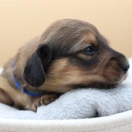 Patriot (Blue Band) - Cream male Dachshund puppy in Raleigh, North Carolina from McLovin Doxies