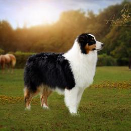 Duke - Australian Shepherd
