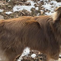 Miniature Australian Shepherds from Terri Vaughn