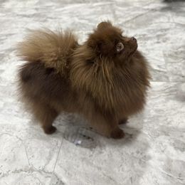 Penny - Pomeranian