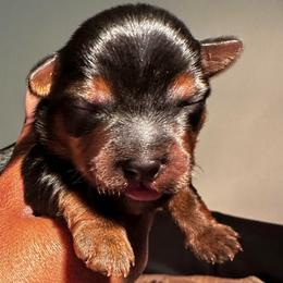 CKC Toby - Black and tan male Yorkshire Terrier puppy in North Carolina from Many Minnie Yorkies