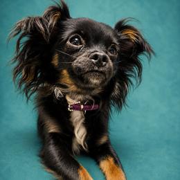 Pixie - Chihuahua