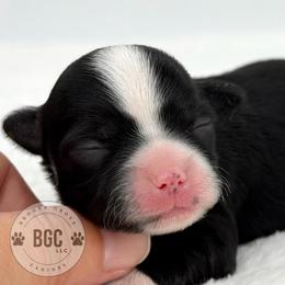 Jack - Black and white male Chihuahua puppy in Forsyth, Georgia from Brooks Grove Canines LLC