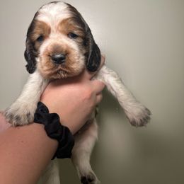 Bonnie - Liver white and tan female English Springer Spaniel puppy in Springfield, South Carolina from Sweet Southern Spaniels