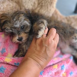Puppy2 - Chocolate male Morkie puppy in Loxahatchee, Florida from Cristy's Morkies