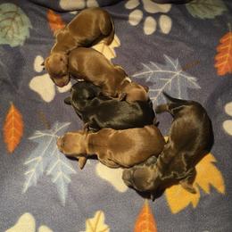 Burr - Red male Dachshund puppy in Eaton, Ohio from Miniature Alphas Dachshunds