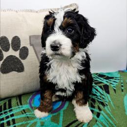 Sam - Tri-color male Bernedoodle puppy in Granton, Wisconsin from Rose River Farms