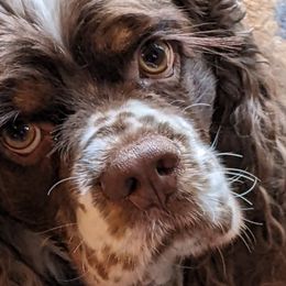 Cocker Spaniels from Shandra's Happy Tails Cockers