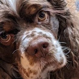 Cocker Spaniels from Shandra's Happy Tails Cockers