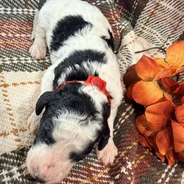 Girl 3 - female Bernedoodle puppy in Grandview, Texas from Big Sky Bernedoodles