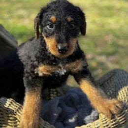 Boone - Black and tan Airedale Terrier puppy in Mooresville, North Carolina from Farm 55
