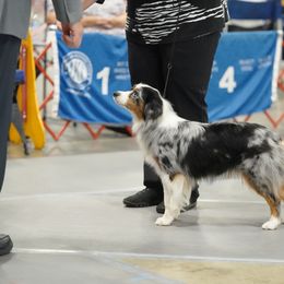 Miniature American Shepherd and Miniature Australian Shepherd All Grown Up from Taylor Made Aussies  & Taylor Made Miniature American Shepherd