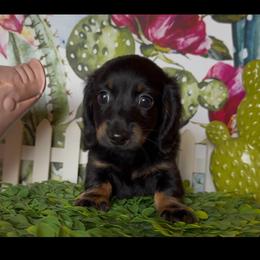 Velvet - Black and tan female Dachshund puppy in Floresville, Texas from Muddy River Dachshunds