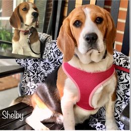 Shelby - Beagle