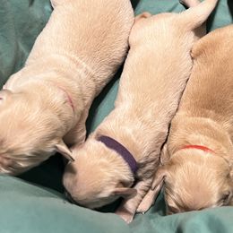 Golden Retrievers from Strive Goldens