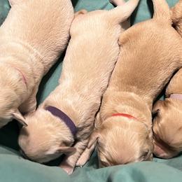 Golden Retrievers from Strive Goldens