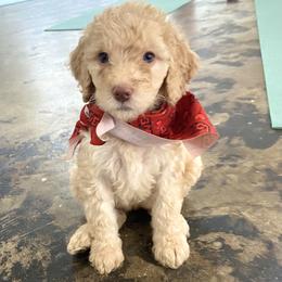 Stevie (Dark Pink Collar) - Caramel cream female Labradoodle puppy in Toledo, Washington from Bigfoot Doodles
