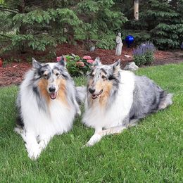 Collies from Dzcoonz