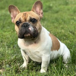 Boy 1 - Fawn and white French Bulldog puppy in Georgetown, Kentucky from Von Bales French Bulldogs