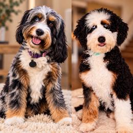 Bernedoodle puppies from Fleury Farm Doodles NC
