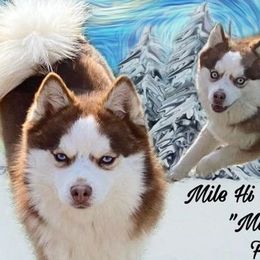 Milky - Pomsky