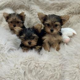 Yorkshire Terrier puppies from Susie Pounders