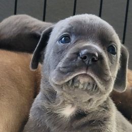 Cane Corso Puppies from Red Wood Cane Corso