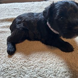 Aurora - Black female Miniature Schnauzer puppy in Newburgh, Indiana from Lakehouse Miniature Schnauzers of Southern Indiana