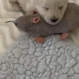 Scottish Terrier Puppies from Gina Smith