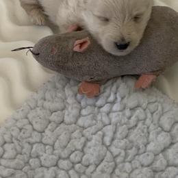 Scottish Terrier Puppies from Gina Smith