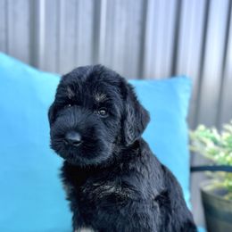 Beans - Black and tan male Giant Schnauzer puppy in Collinsville, Mississippi from Hillside Kennels