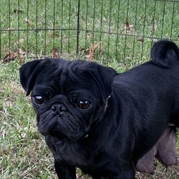 Shadow - Pug