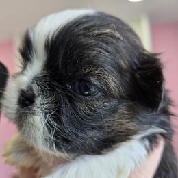 Bindie - Black gold and white female Shih Tzu puppy in Carthage, Missouri from Cooley's Cuddle Pups