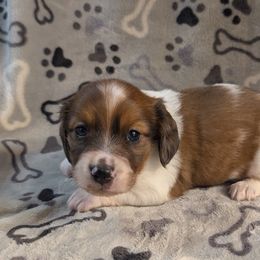 Gelato the Red Piebald Boy - Piebald male Dachshund puppy in Pelion, South Carolina from Doitsujin Dachshunds