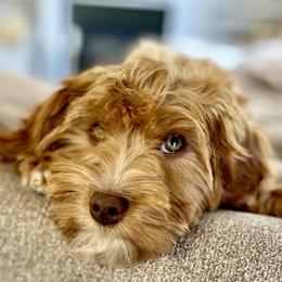 Fern - Cavapoo