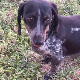 Jazzy - Dachshund