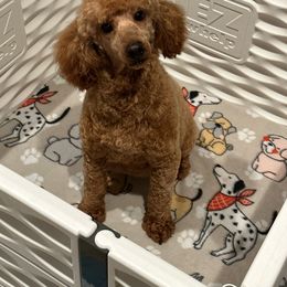 Ginger - Poodle