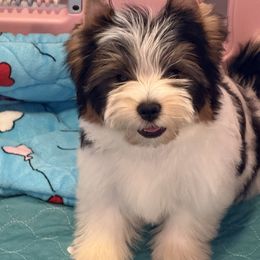Molly - Black tan and white female Biewer Terrier puppy in Louisiana from Maddylane Biewer Terriers