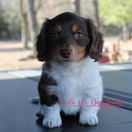 Leah-CKC - Piebald female Dachshund puppy in Big Sandy, Texas from Linda B’s Dachshunds