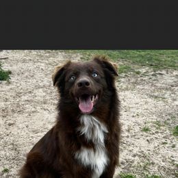 Teddy - Miniature Australian Shepherd